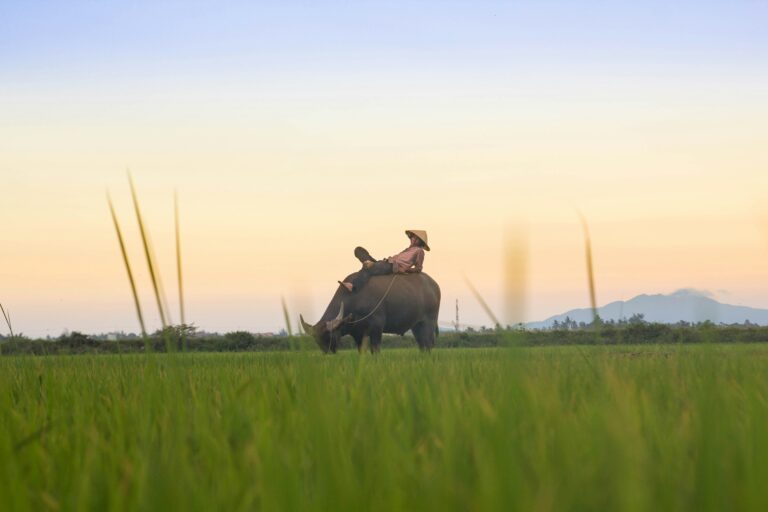 Discover Tra Que Vegetable Village: A Serene Escape Near Hoi An